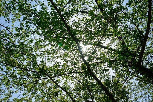 展望公園の木漏れ日