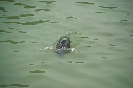 同じく　潜るところ