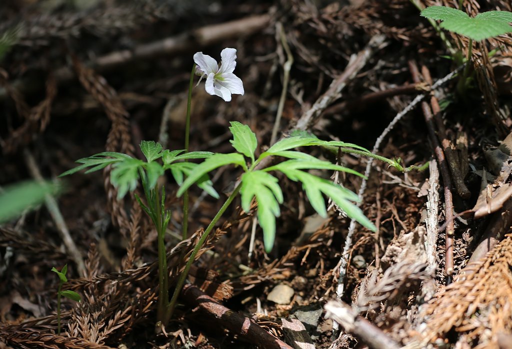 叡山菫