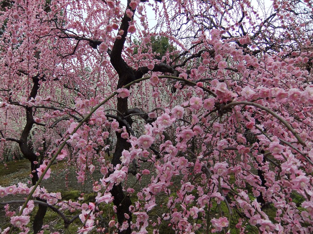 去年の梅2