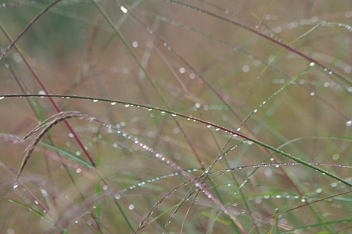 秋雨