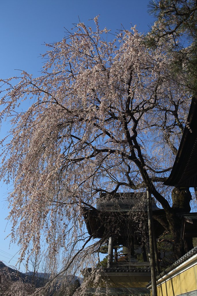 桜を追って　Ⅱ