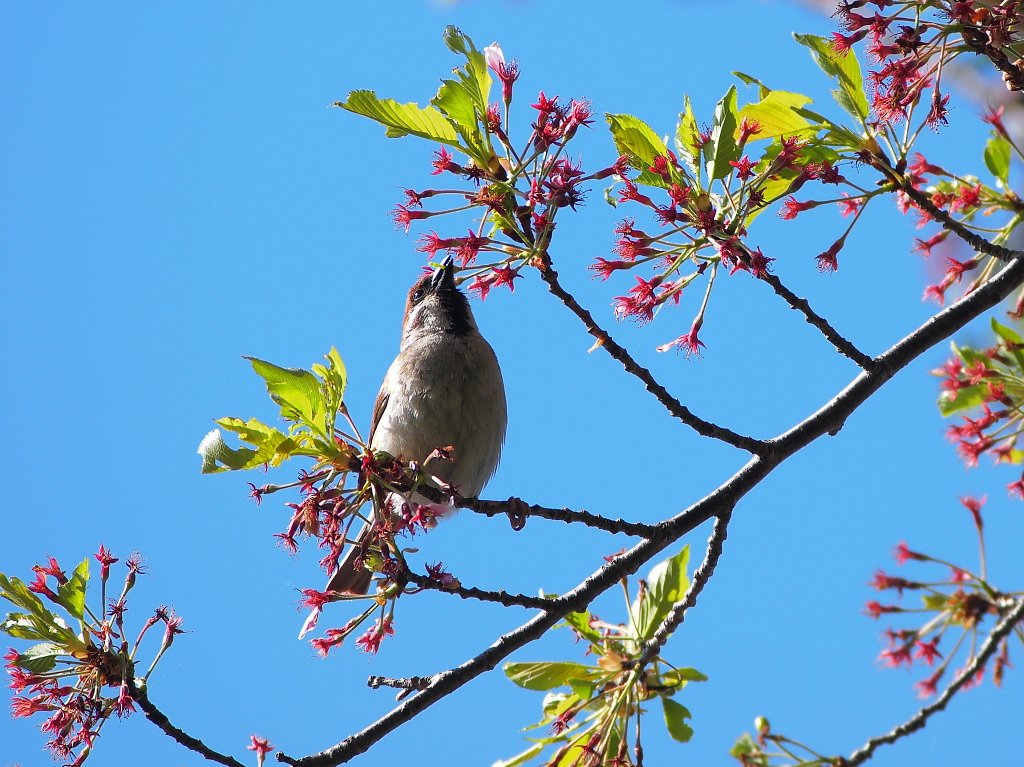 葉桜に親しんで