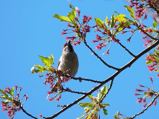 葉桜に親しんで