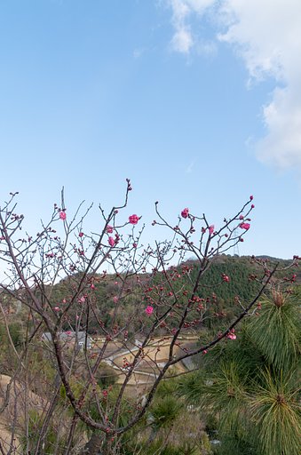 紅梅