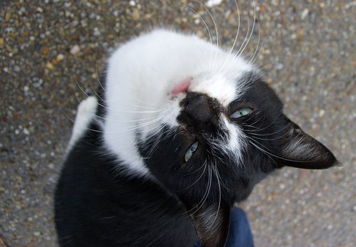 【逆】見上げてごらん