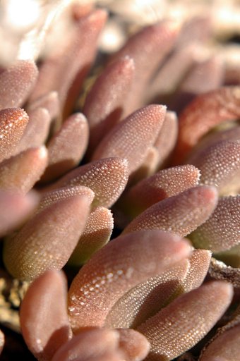 海の中の生物みたいだなぁ。