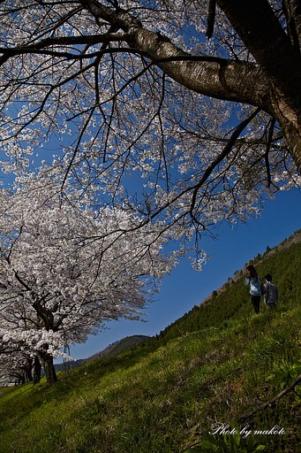 春の山里