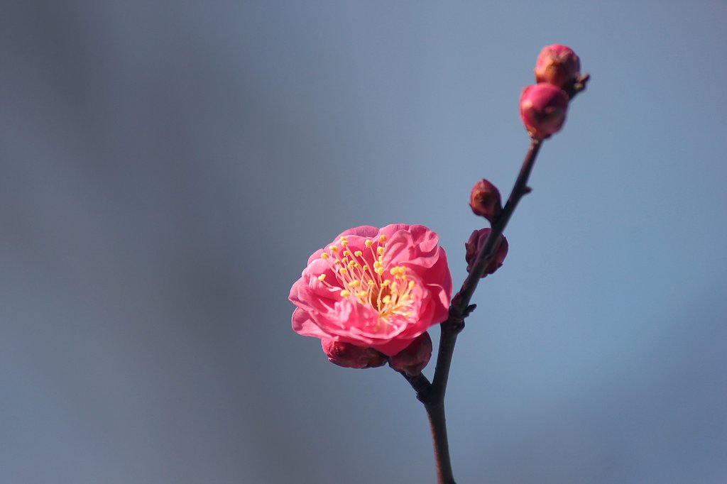 紅梅が一輪咲いていました