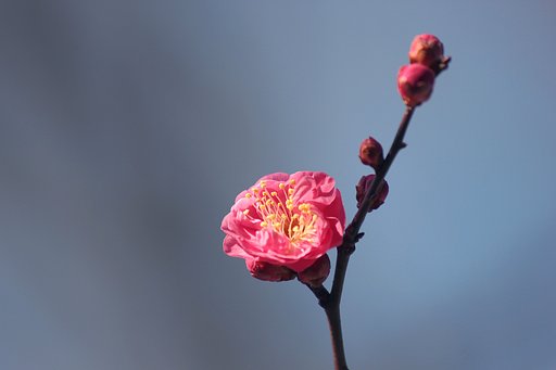 紅梅が一輪咲いていました
