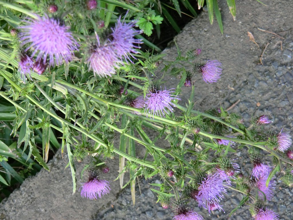 寺家ふるさと村９