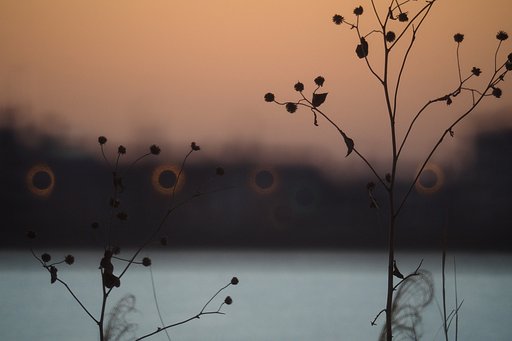 夜明けの枯れ草