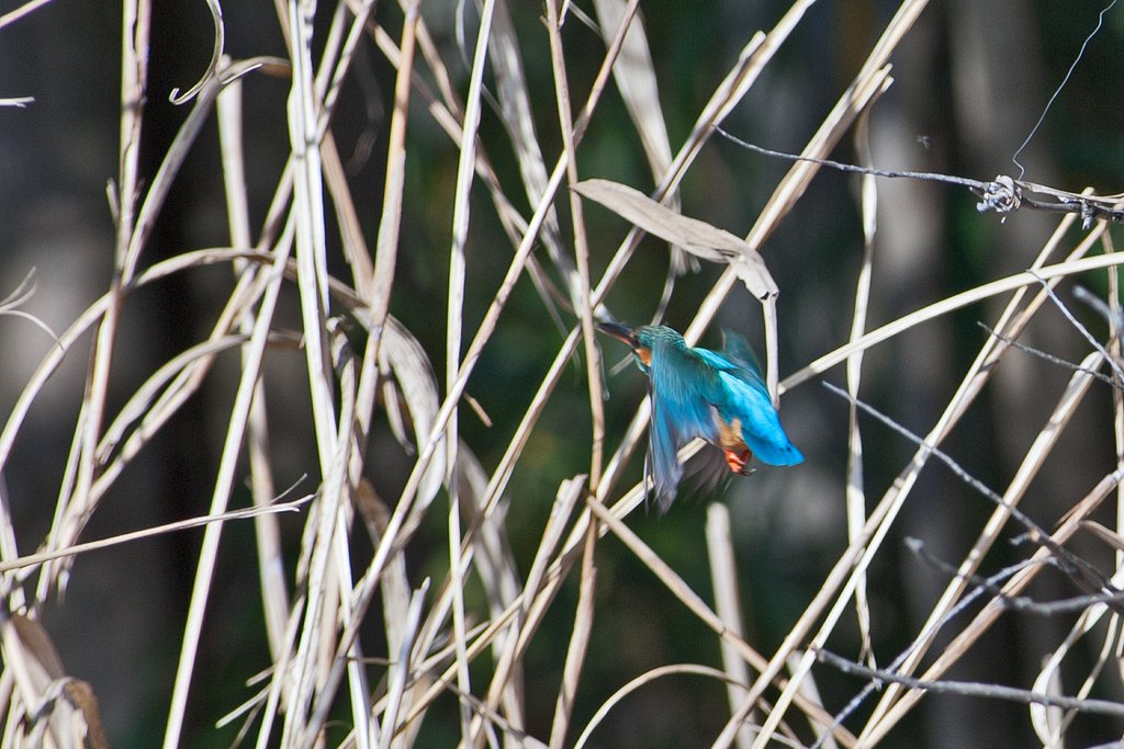 隠・カワセミ