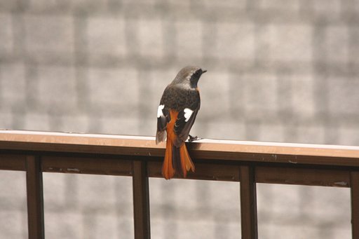 正装のジョビ君