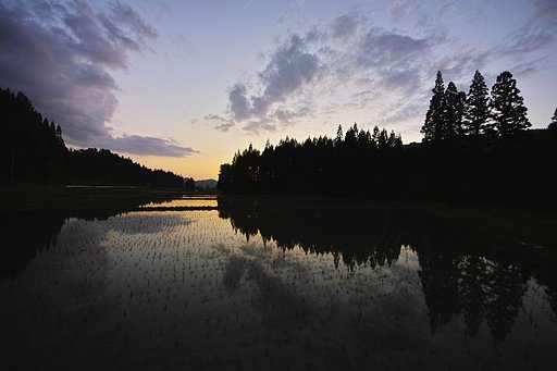 田んぼ