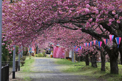 明日から桜祭り