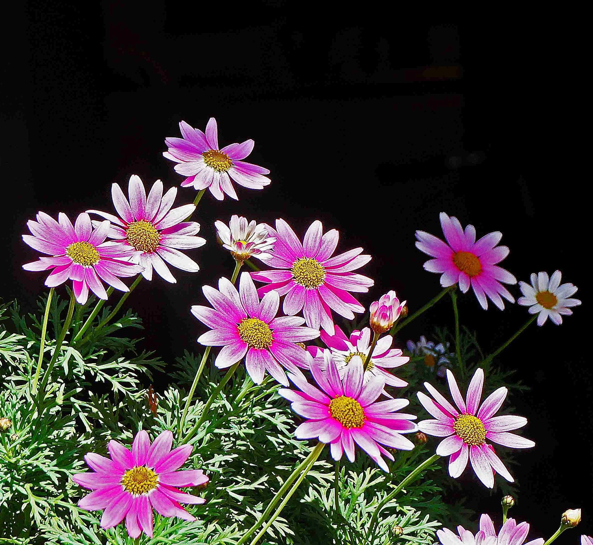 「ＳＱＵＡＲＥ菊」