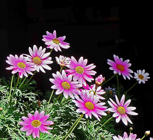 「ＳＱＵＡＲＥ菊」