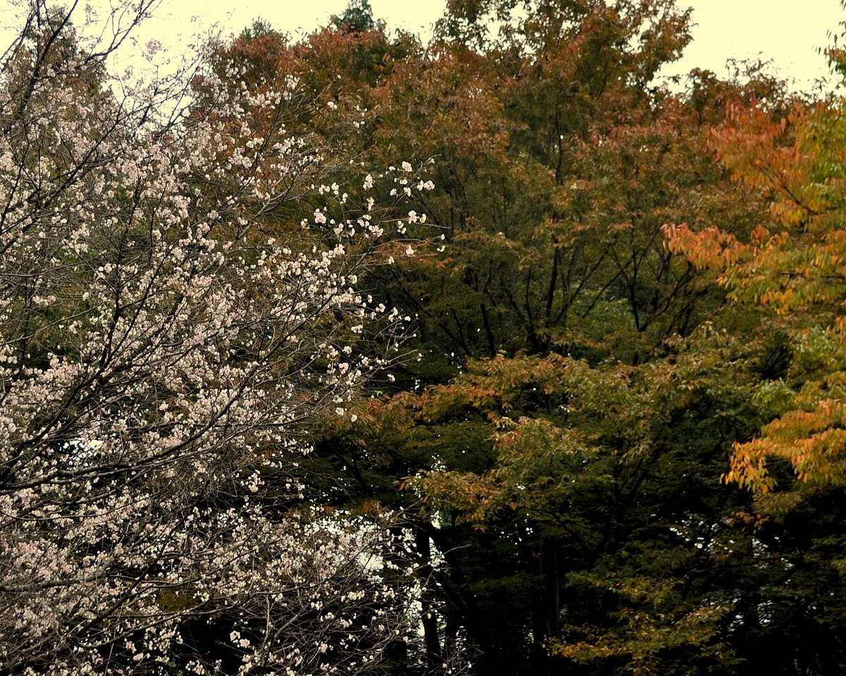 桜と紅葉
