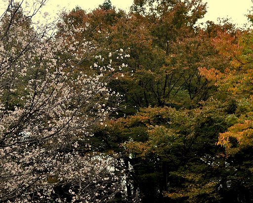 桜と紅葉