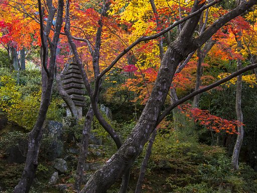 常寂光寺（京都）