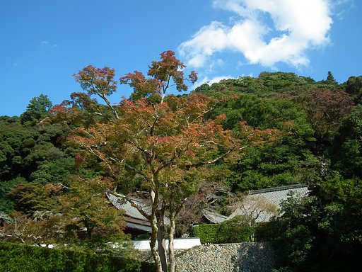 箕面の秋