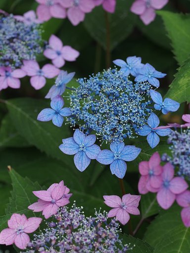 いろどり紫陽花