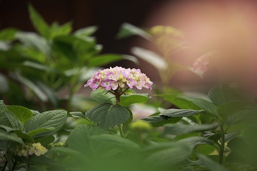 中学生的紫陽花