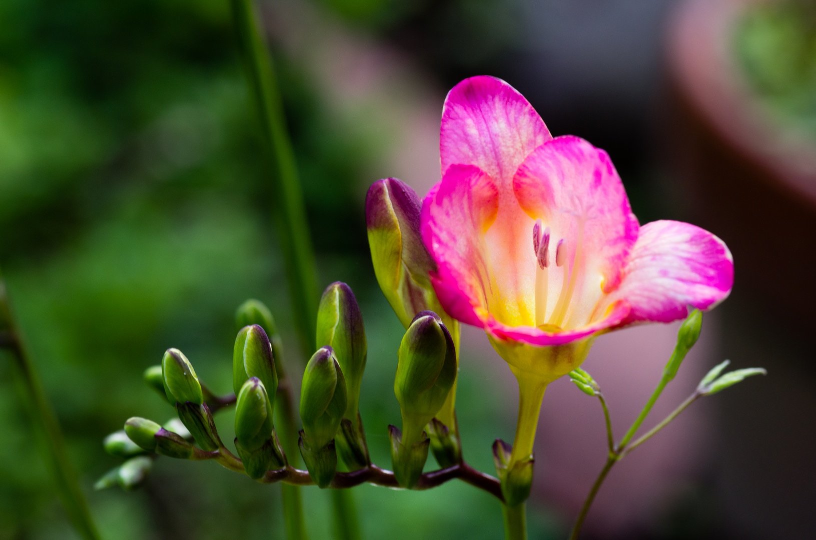 フリージアが開花。