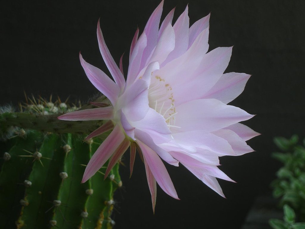 でかいサボテンのピンクの花