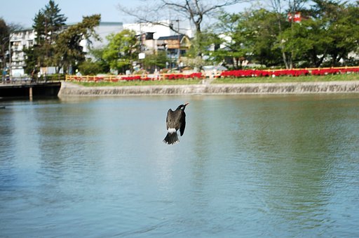 何の鳥？