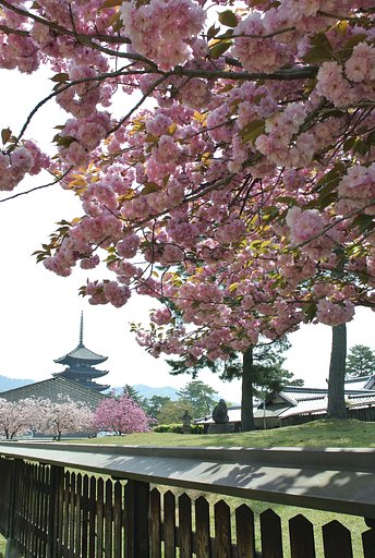 八重桜
