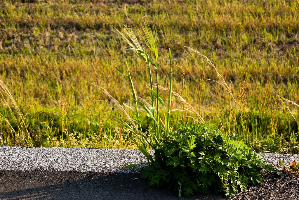 はと麦の花。