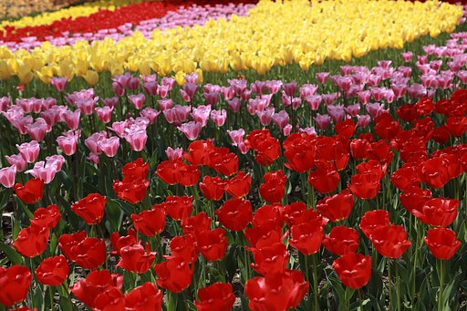 花のアンジュレーション