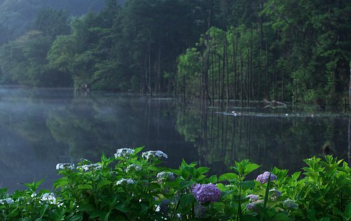 紫陽花の季、なりにけり