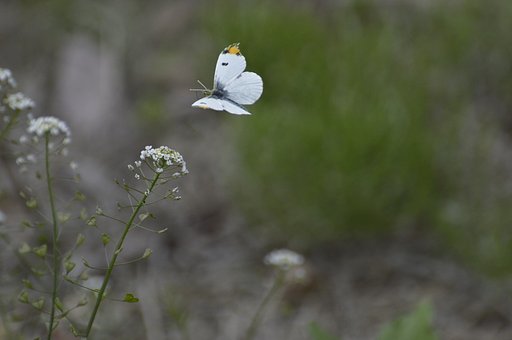 ツマキチョウの飛翔　