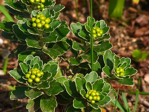 ハマギク