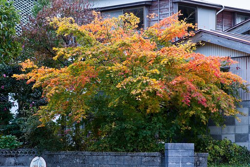 モミジの紅葉。