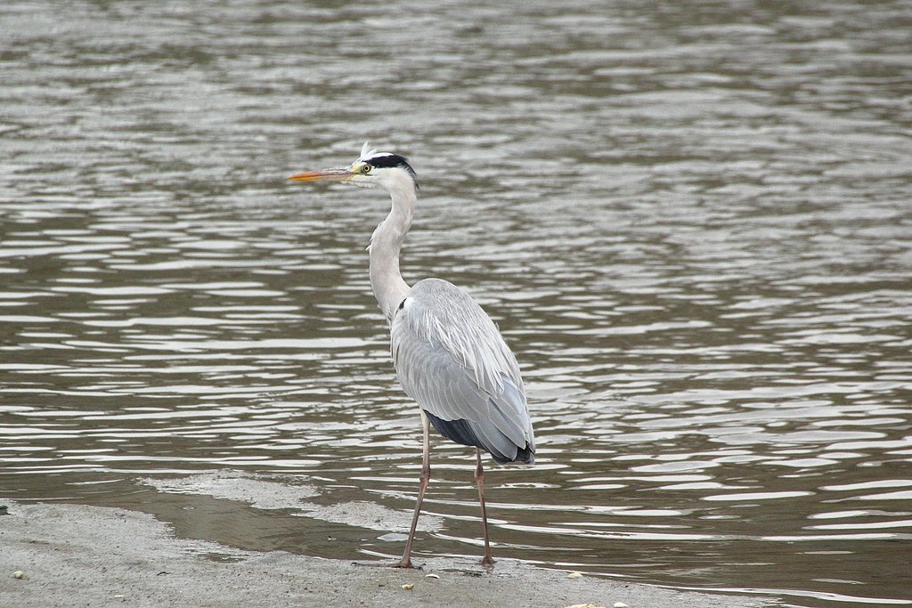 獲物の取り逃がしを