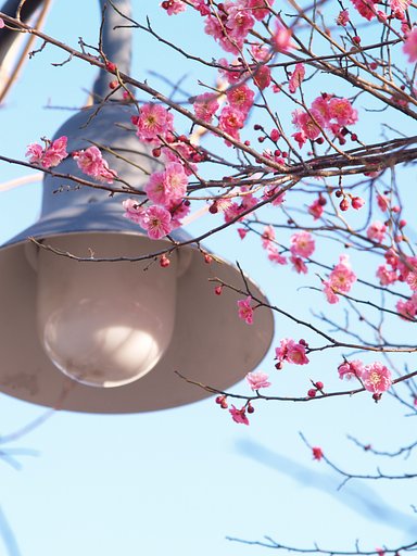 見頃の紅梅