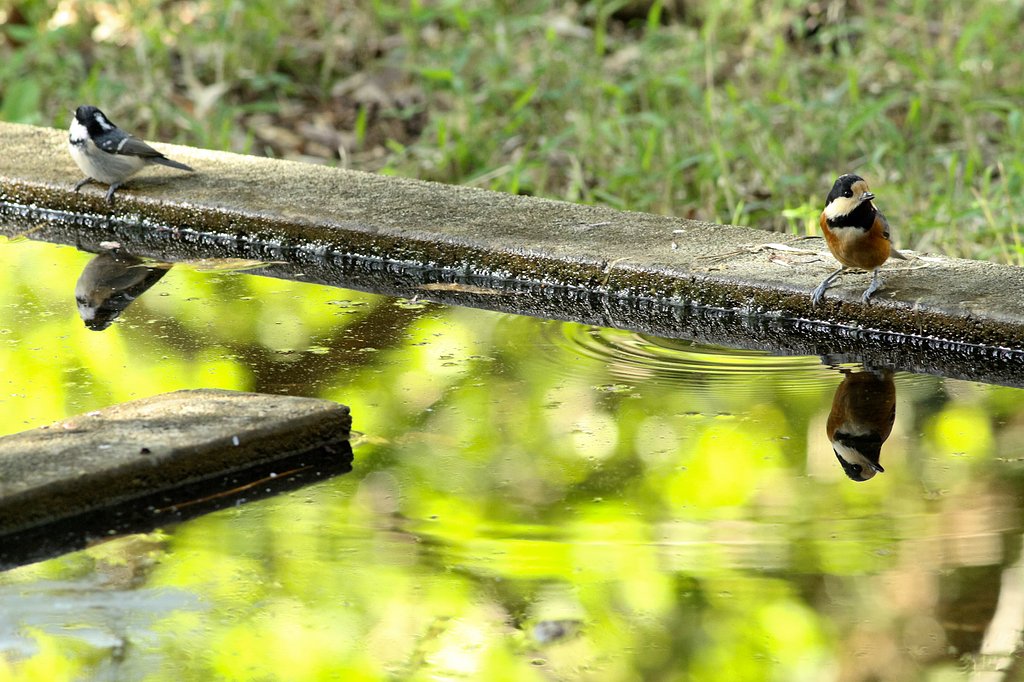 水場