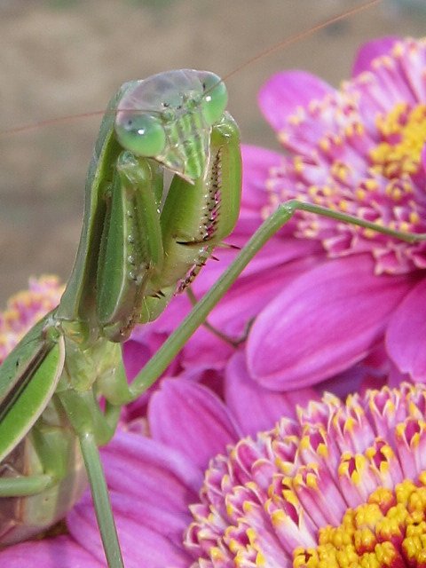 お花見だぜｚ〜！