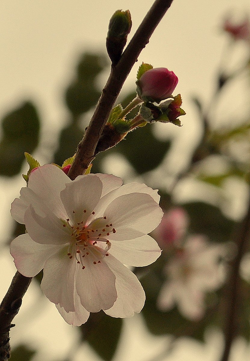 桜