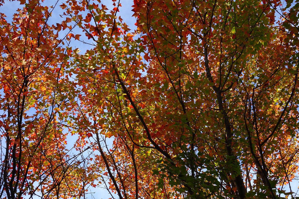 トウカエデの紅葉　−２