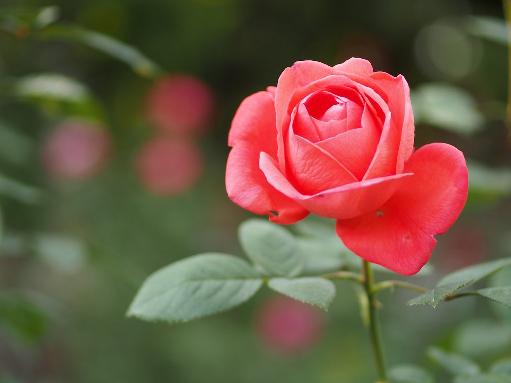 ようこそ、薔薇の世界へ