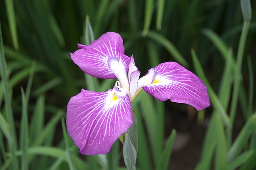菖蒲
