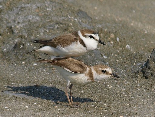 【影】在庫からこんなのが・・