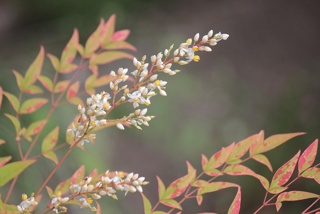 ナンテンの花