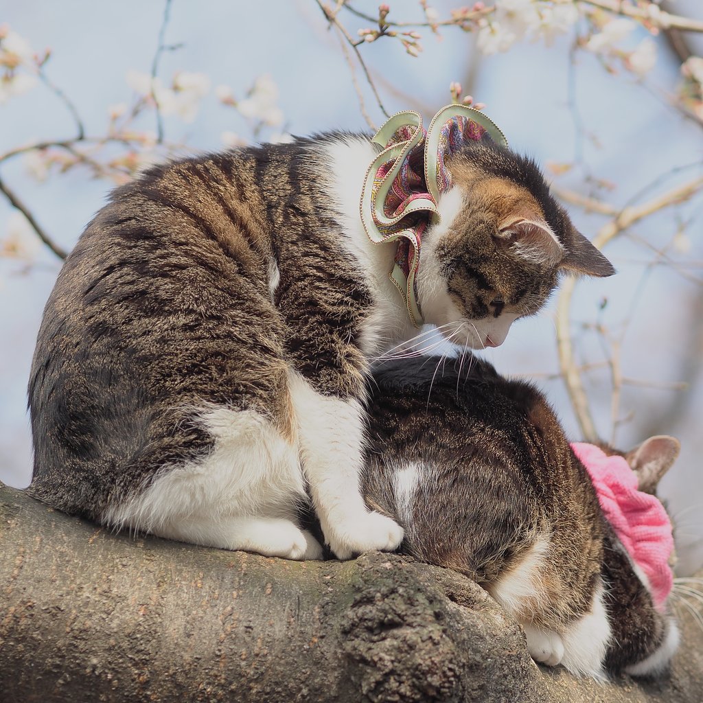 【■】にゃんこ