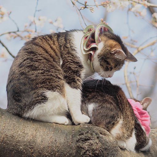 【■】にゃんこ